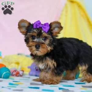 Macie, Yorkie Puppy